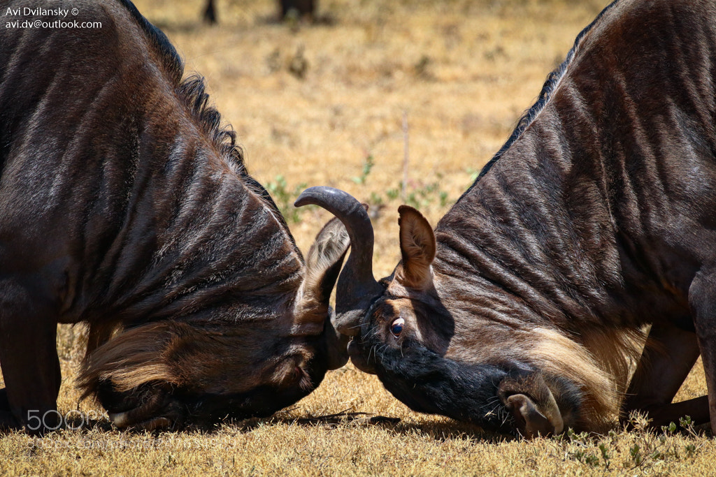 Canon EOS 80D sample photo. Wildebeest fight photography