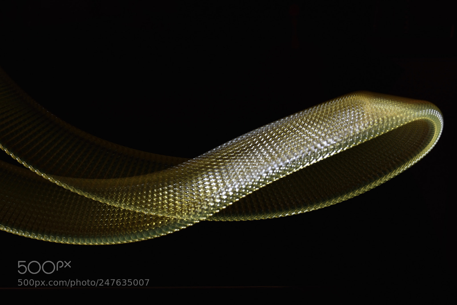Nikon D7200 sample photo. The golden one... photography