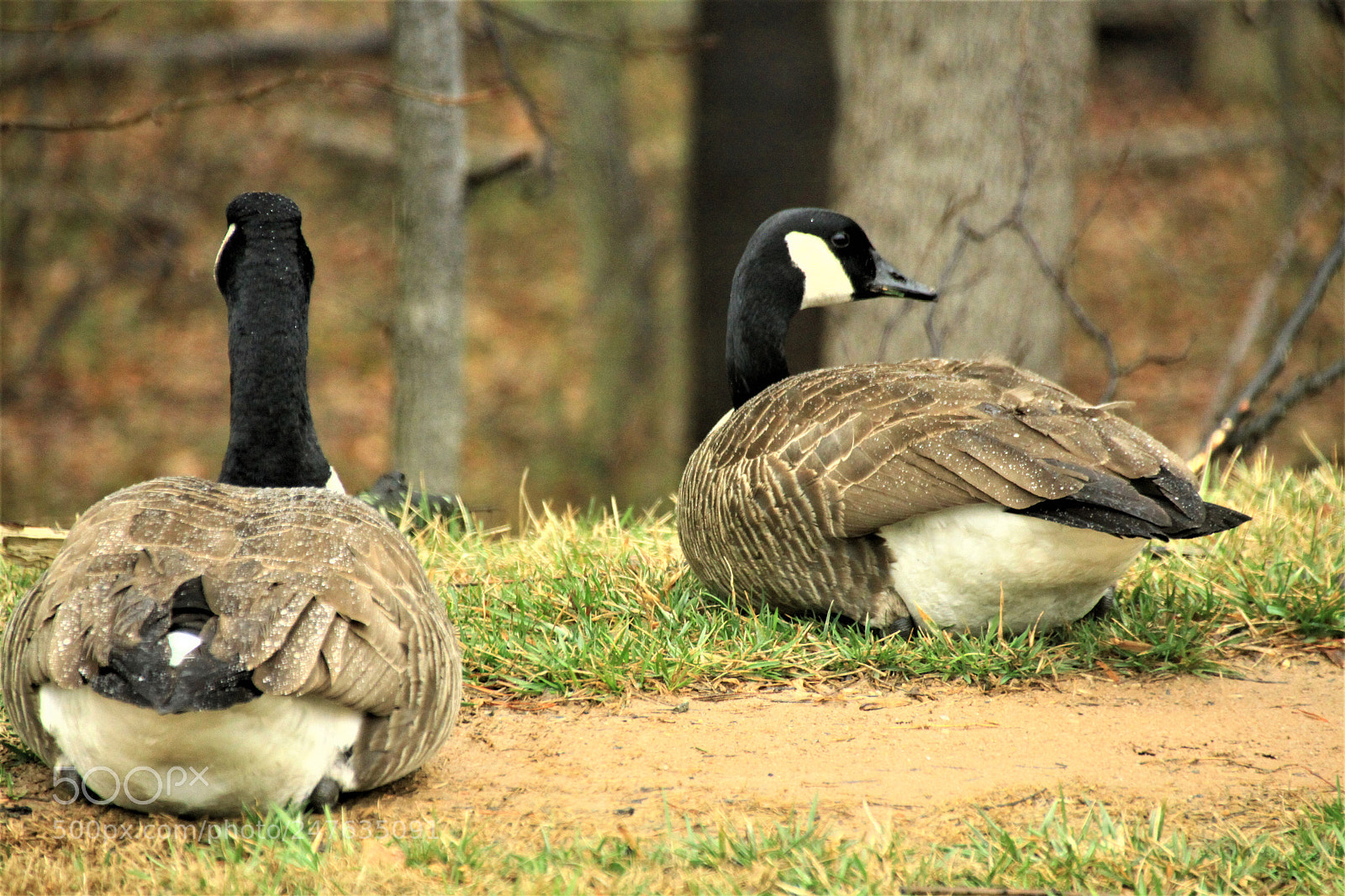 Canon EOS 50D sample photo. The duckies in the photography