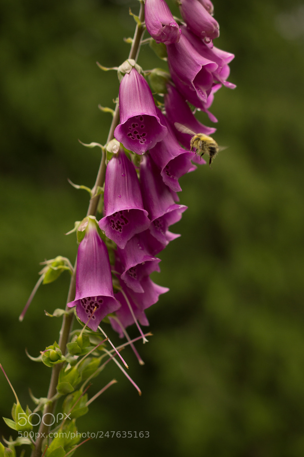 Nikon D3200 sample photo. Pollinators photography