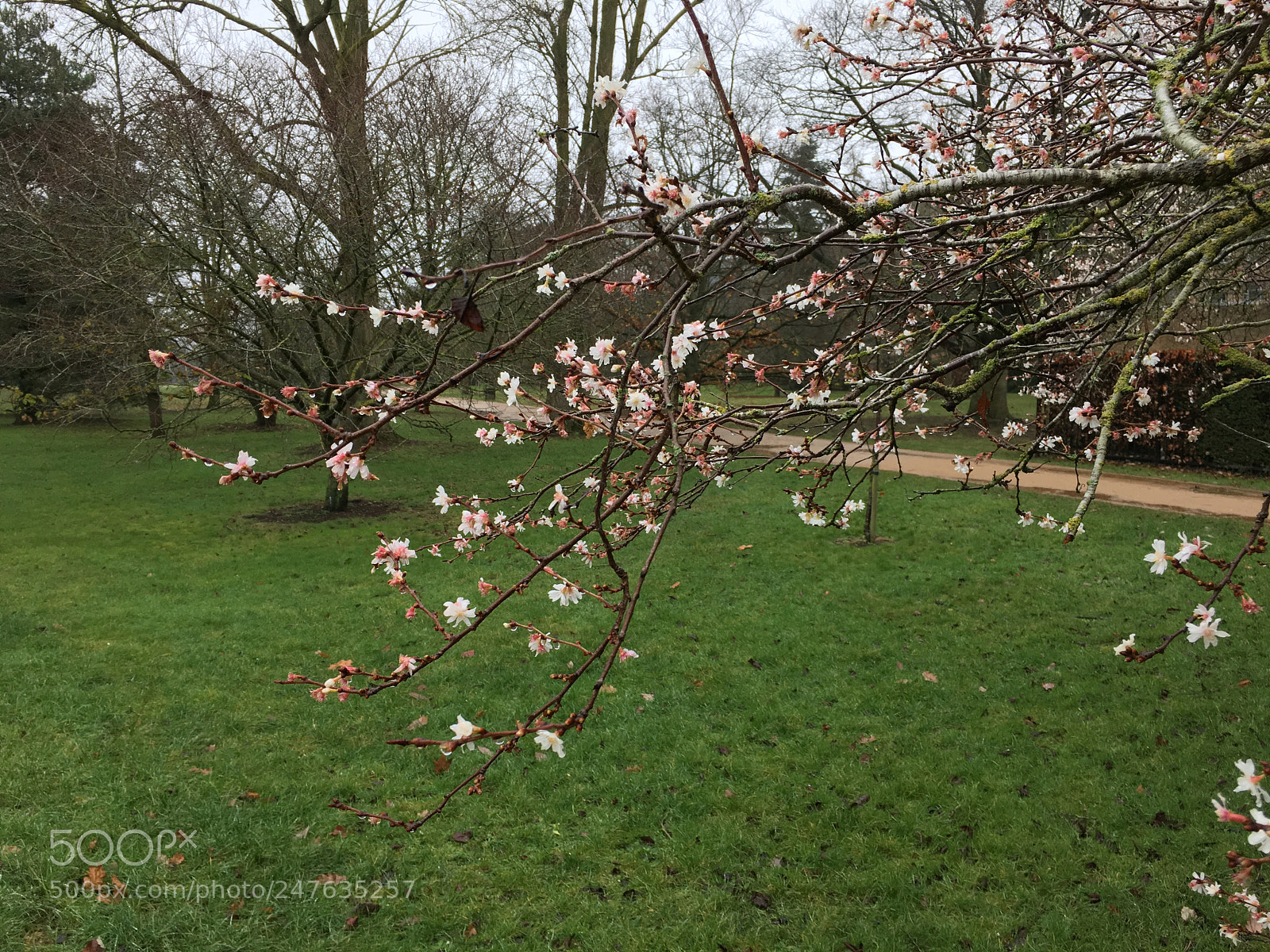 Apple iPhone 6s sample photo. Img photography