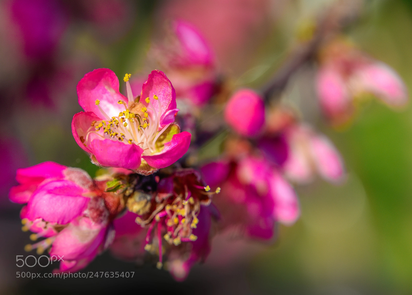 Nikon D810 sample photo. Flowers photography