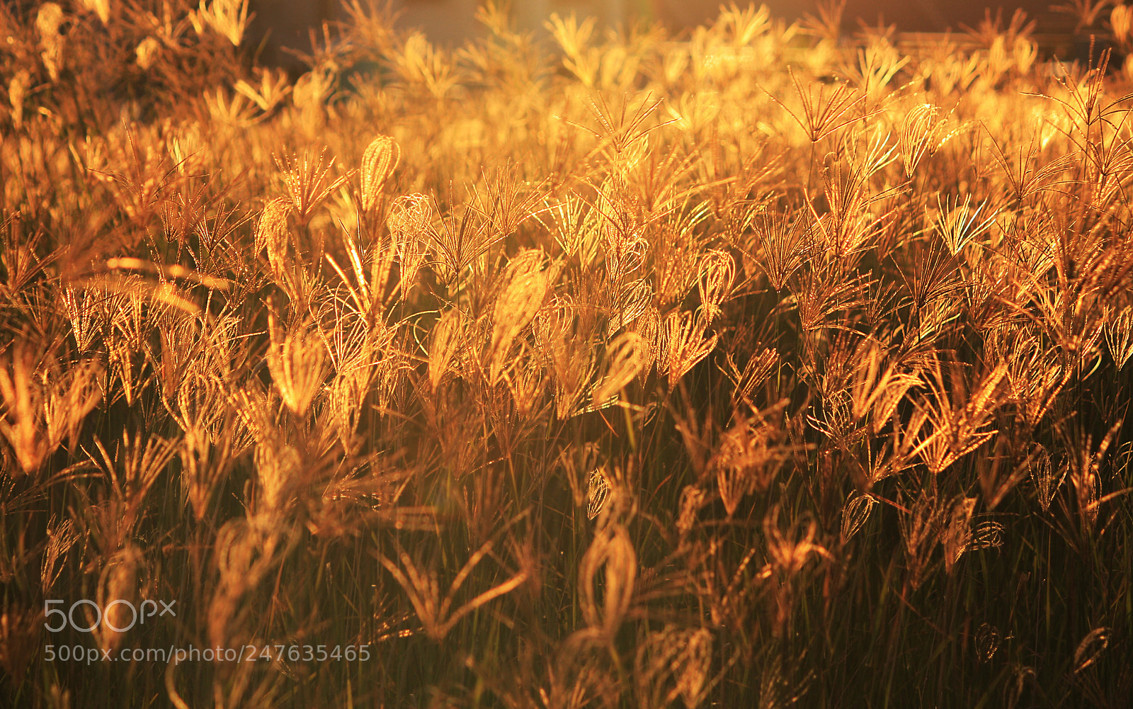 Canon EOS 450D (EOS Rebel XSi / EOS Kiss X2) sample photo. Grassy sunset photography