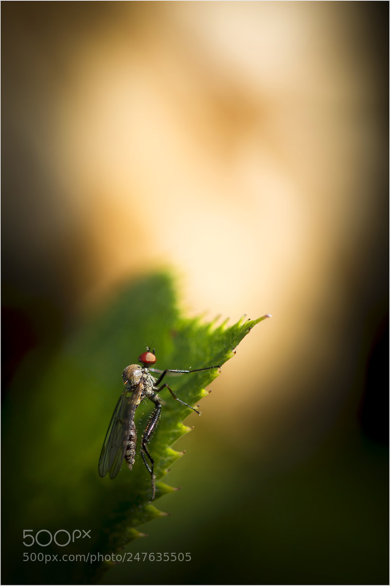 Nikon D7200 sample photo. Hybos culiciformis ( diptère) photography