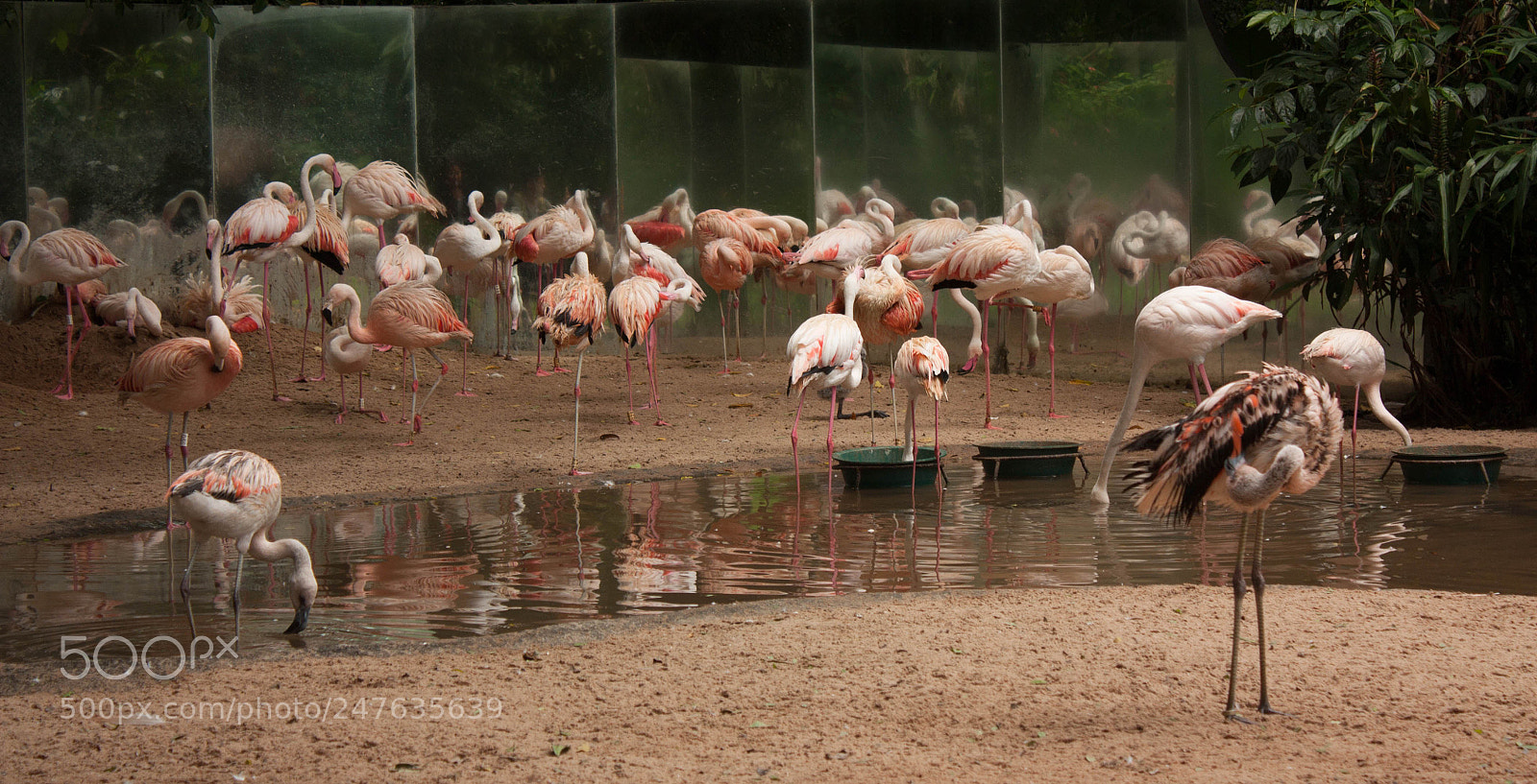 Canon EOS 450D (EOS Rebel XSi / EOS Kiss X2) sample photo. Flamingoes photography
