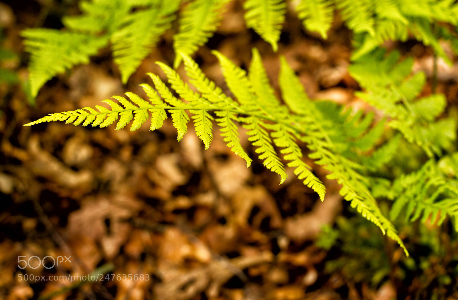 Canon EOS 650D (EOS Rebel T4i / EOS Kiss X6i) sample photo. Reaching the light photography