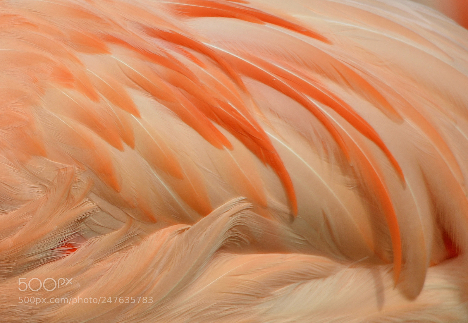 Nikon D800 sample photo. Feathers of flamingo photography