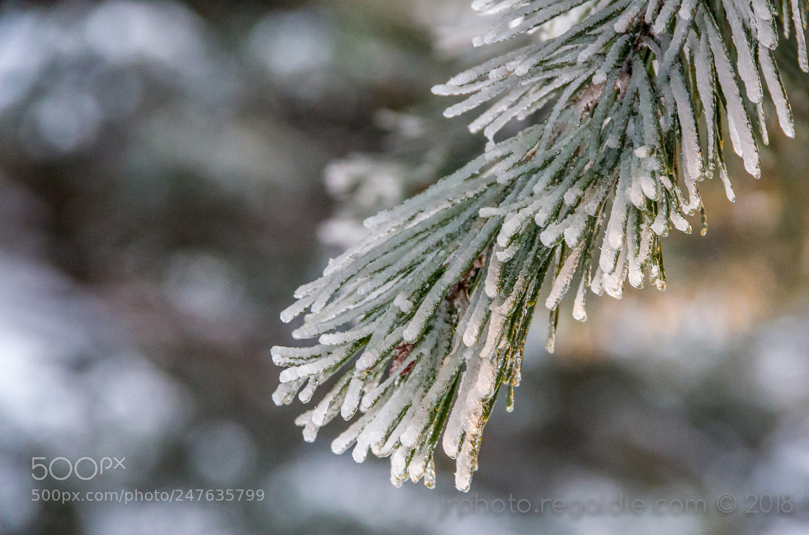 Pentax K-5 sample photo. Frozen pine photography