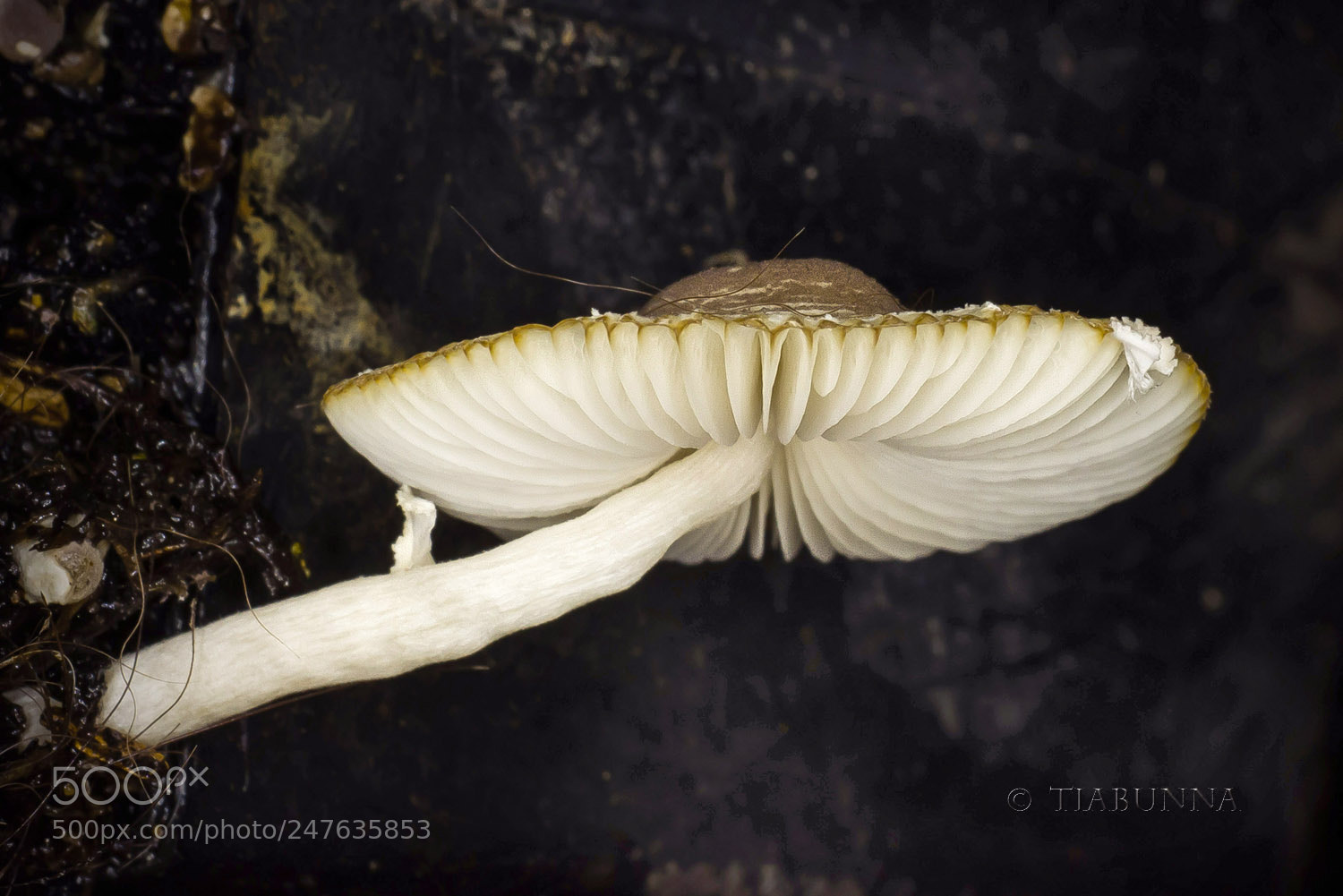 Pentax K-1 sample photo. The little fungus photography