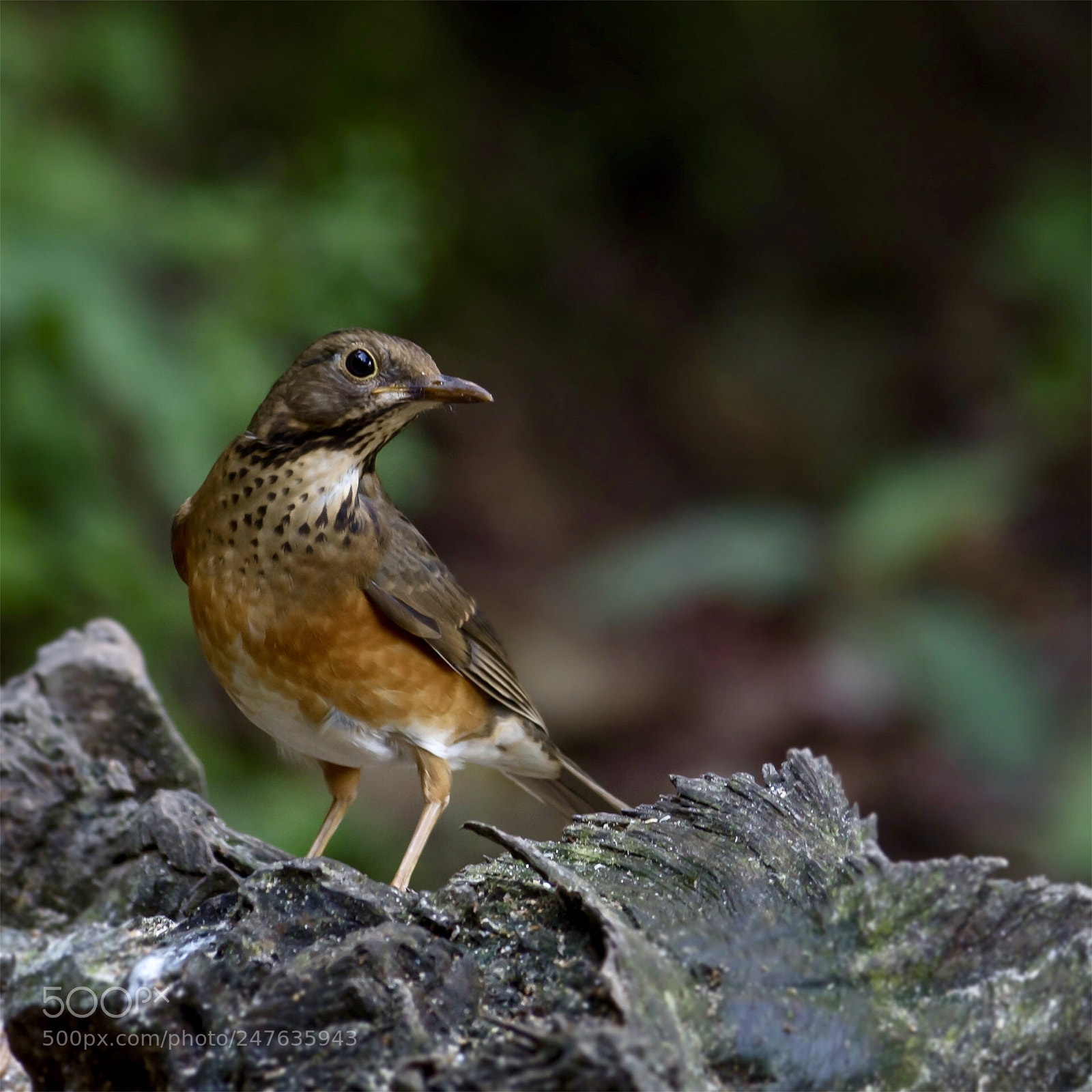 Nikon D500 sample photo. Thrush photography