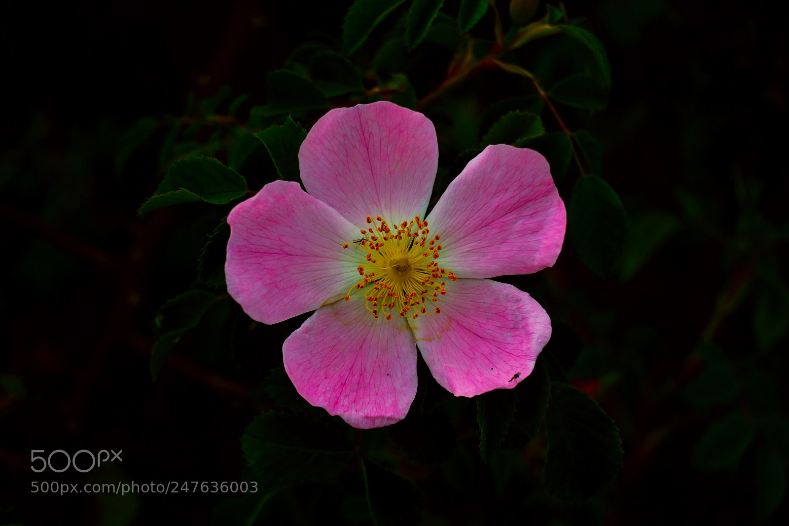 Nikon D3100 sample photo. Flor photography