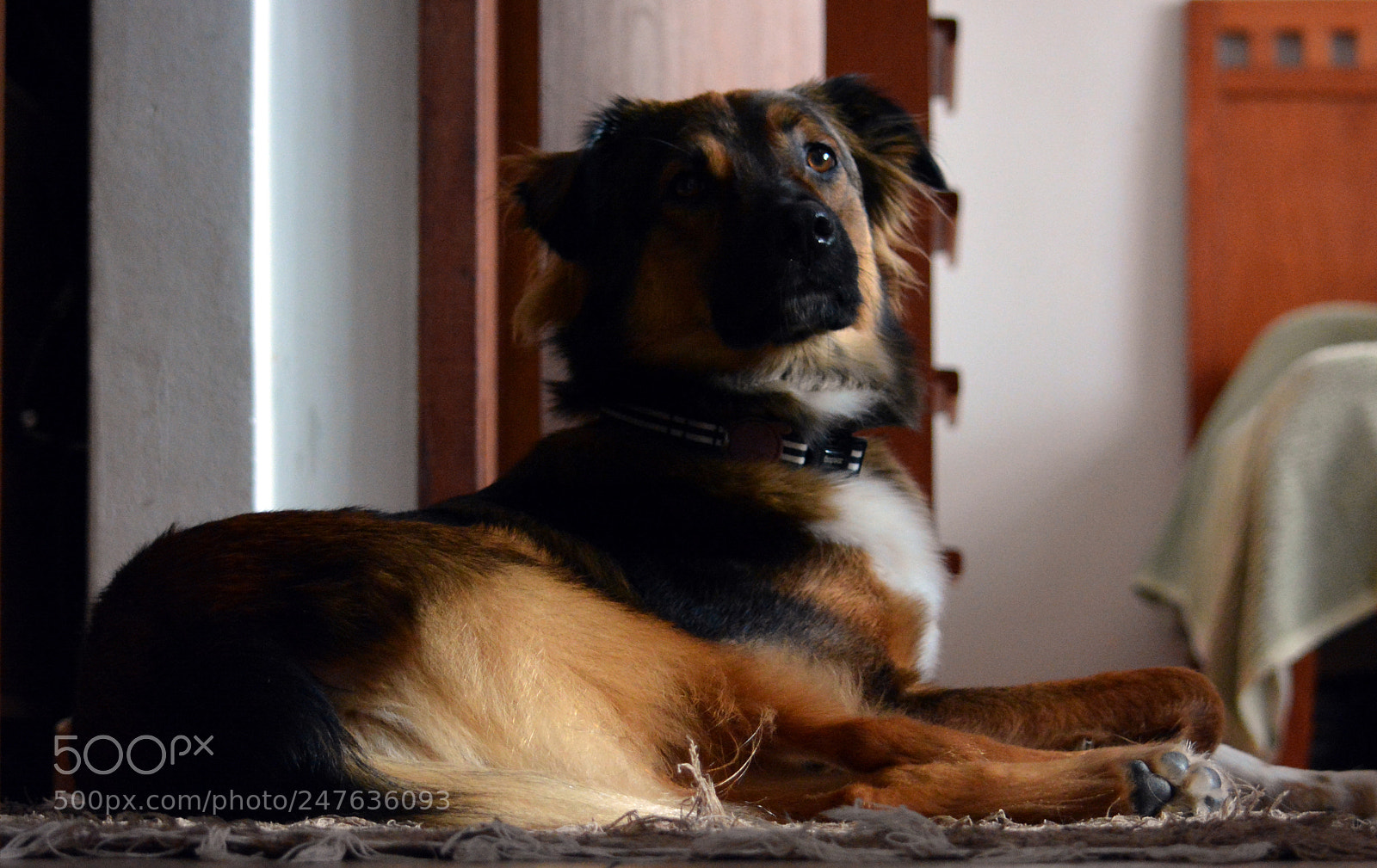Nikon D5200 sample photo. Ozzy photography