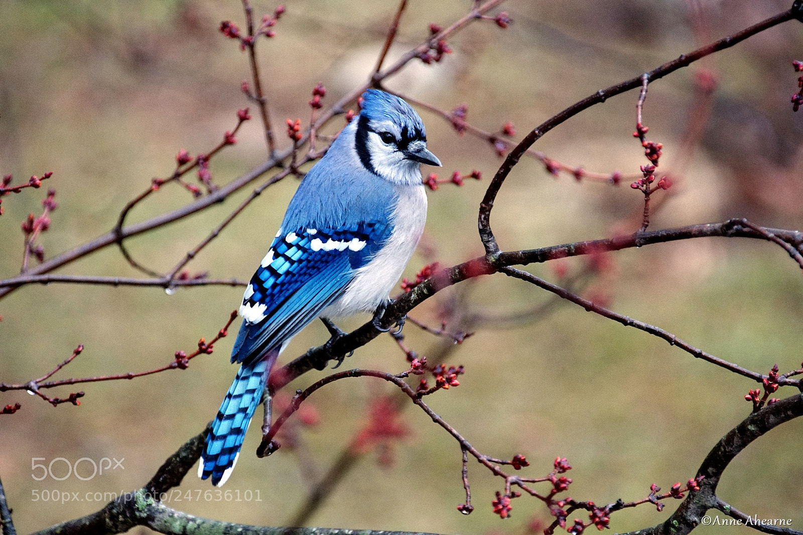Sony ILCA-77M2 sample photo. Blue jay surrounded by photography