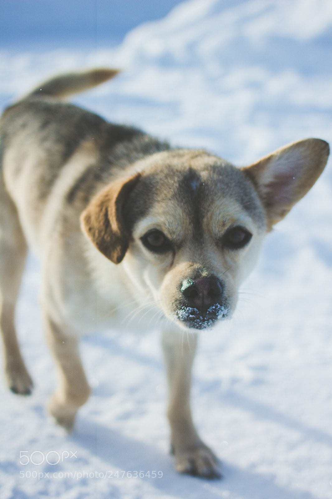 Canon EOS 60D sample photo. Dog photography