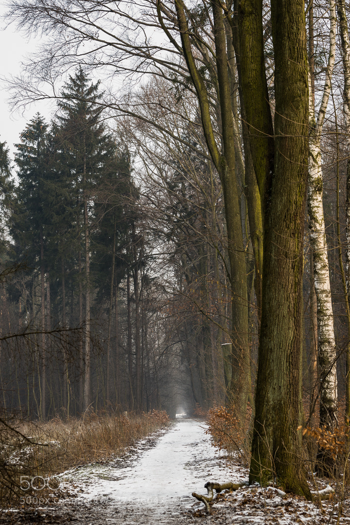 Nikon D610 sample photo. Forest photography