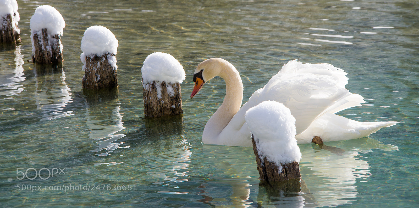 Nikon D610 sample photo. Svan on lake tobiaco photography
