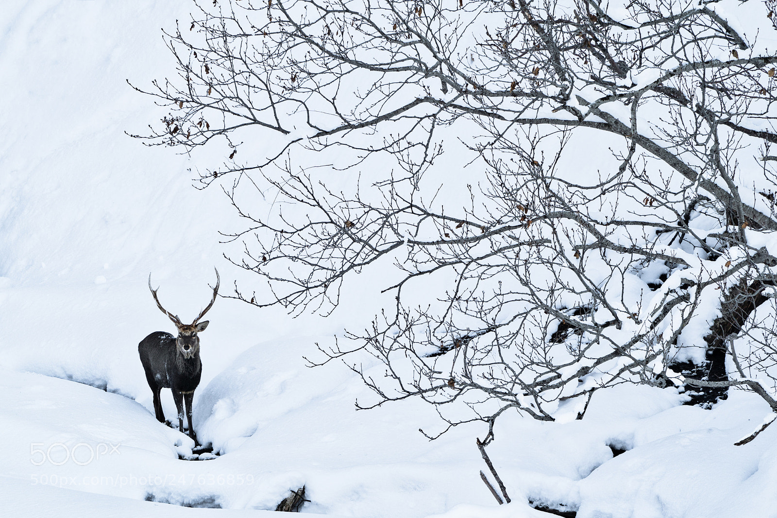 Sony a9 sample photo. Deer in hokkaido photography