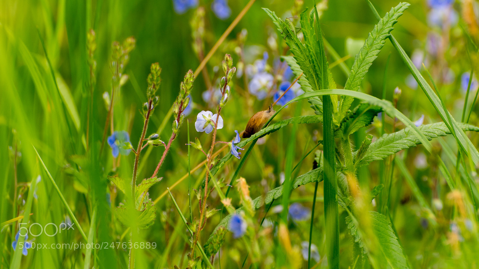 Nikon D810 sample photo. Summer meadow photography