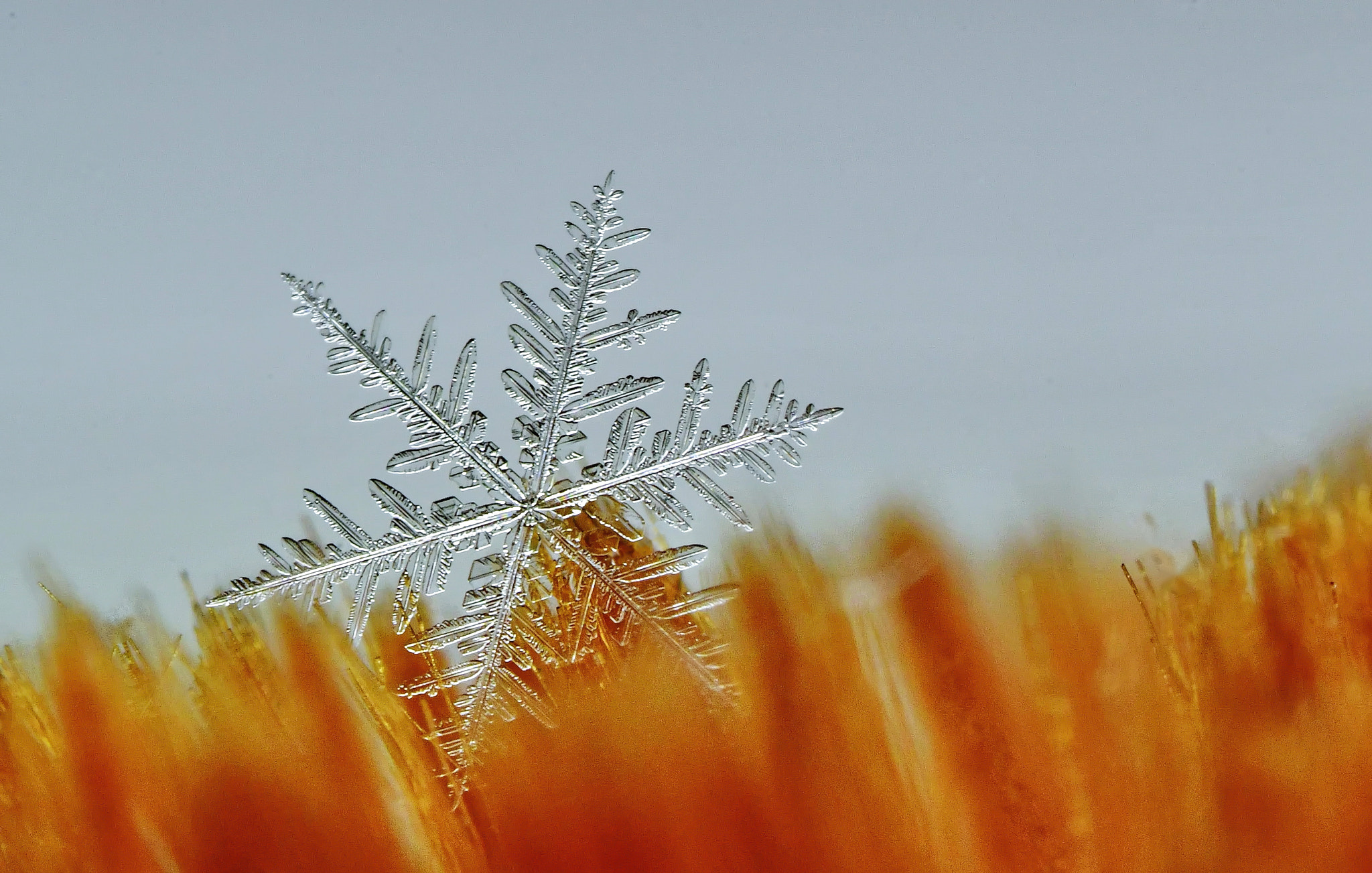 Nikon D500 + Tamron SP AF 60mm F2 Di II LD IF Macro sample photo. Ice and fire photography