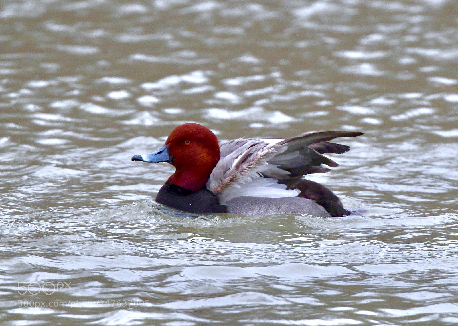 Nikon D850 sample photo. Male redhead duck photography