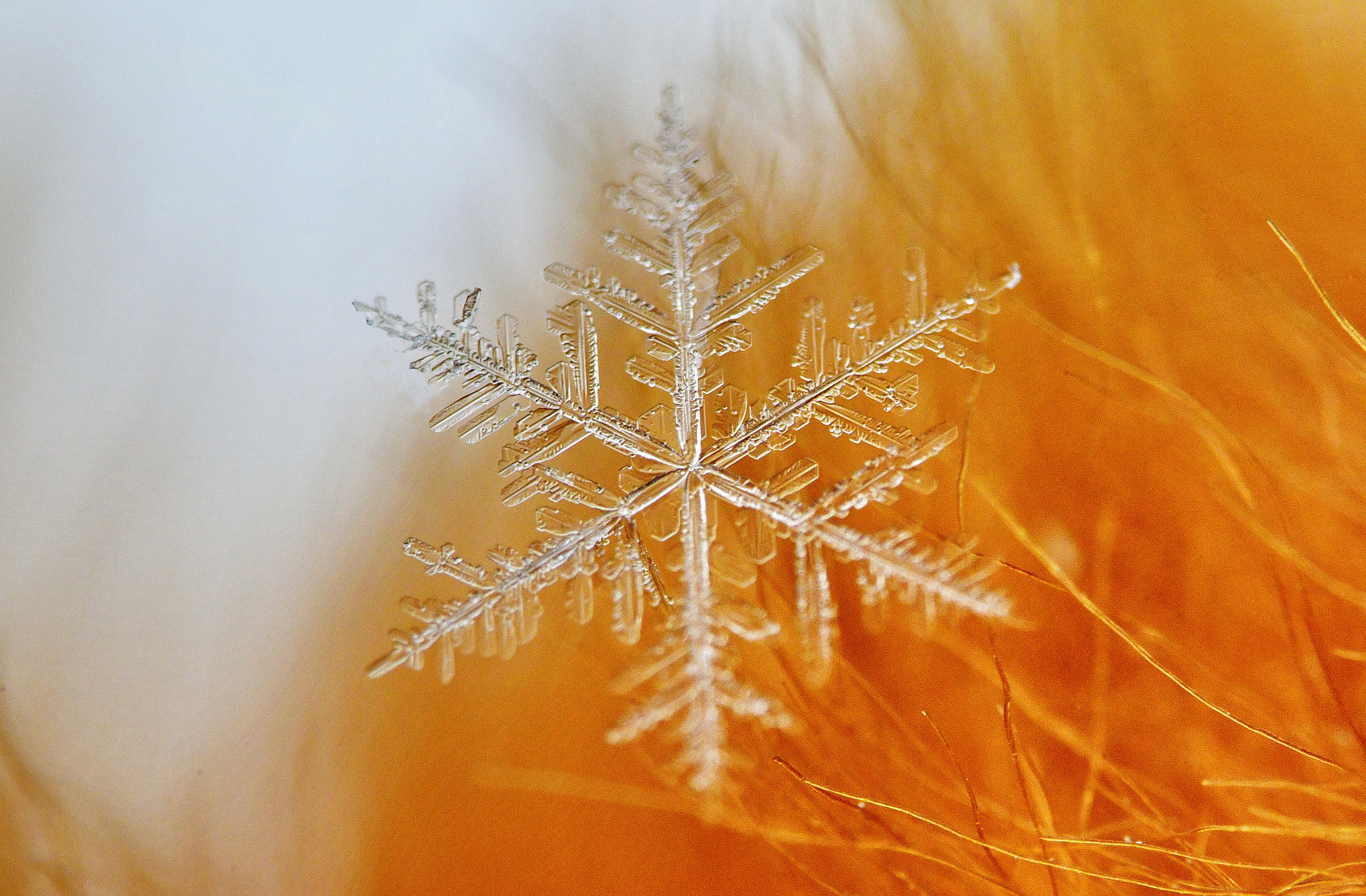 Nikon D500 sample photo. Orange crystal photography