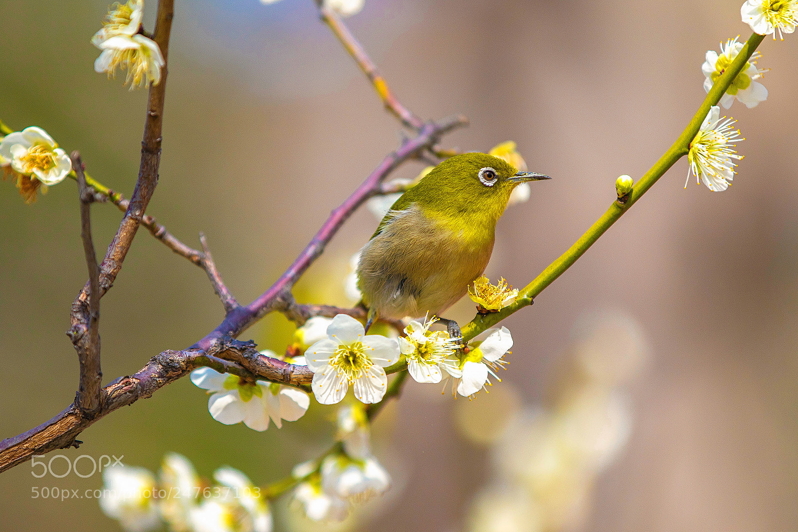 Canon EOS 7D Mark II sample photo. Japanese white-eye with ume photography