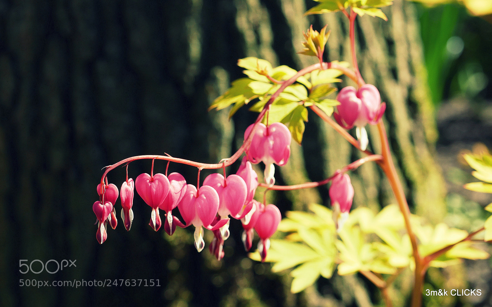 Panasonic Lumix DMC-G85 (Lumix DMC-G80) sample photo. Pink hearts... photography