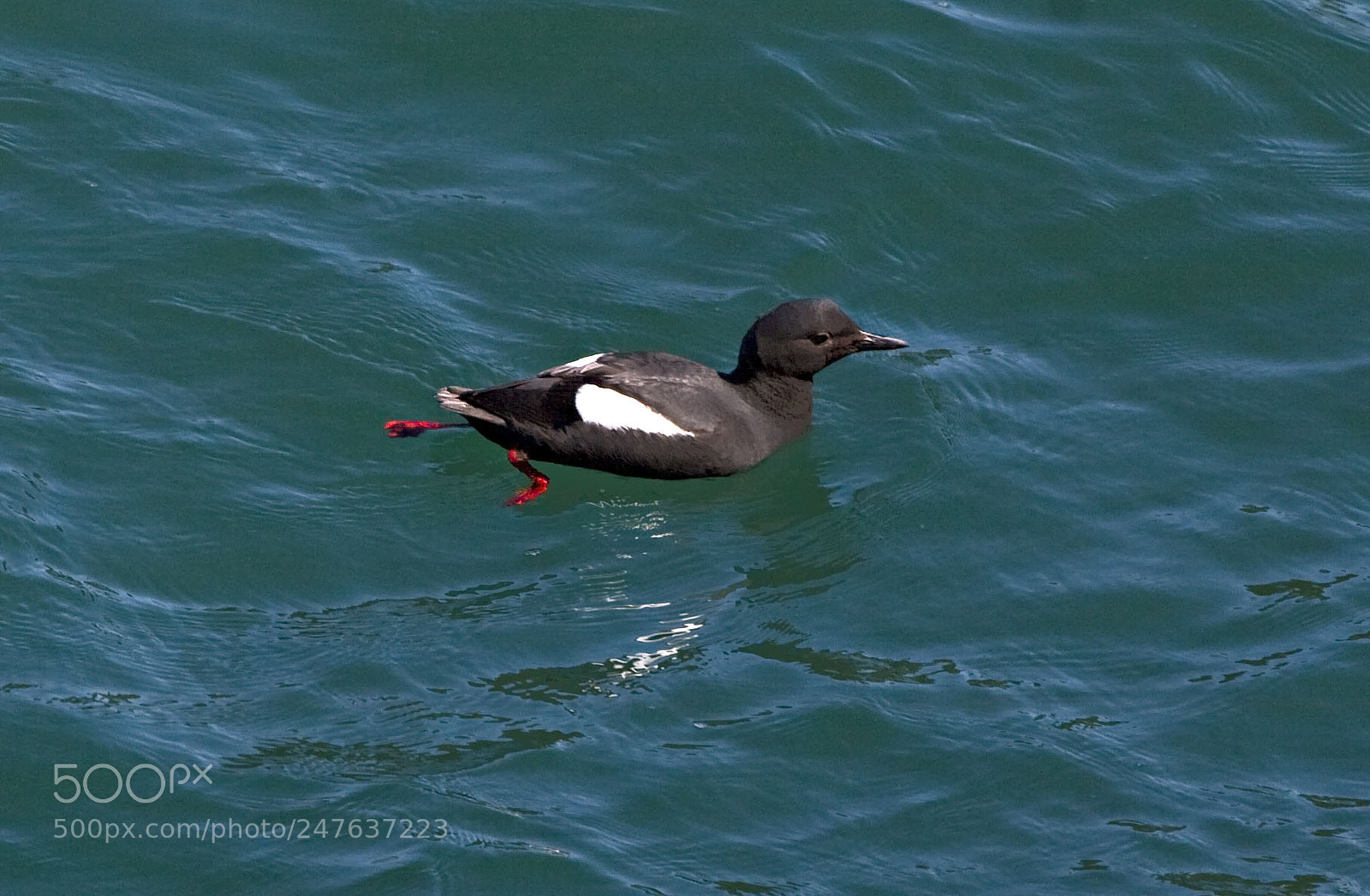 Canon EOS 20D sample photo. Pigeon guillemot, san simeon photography