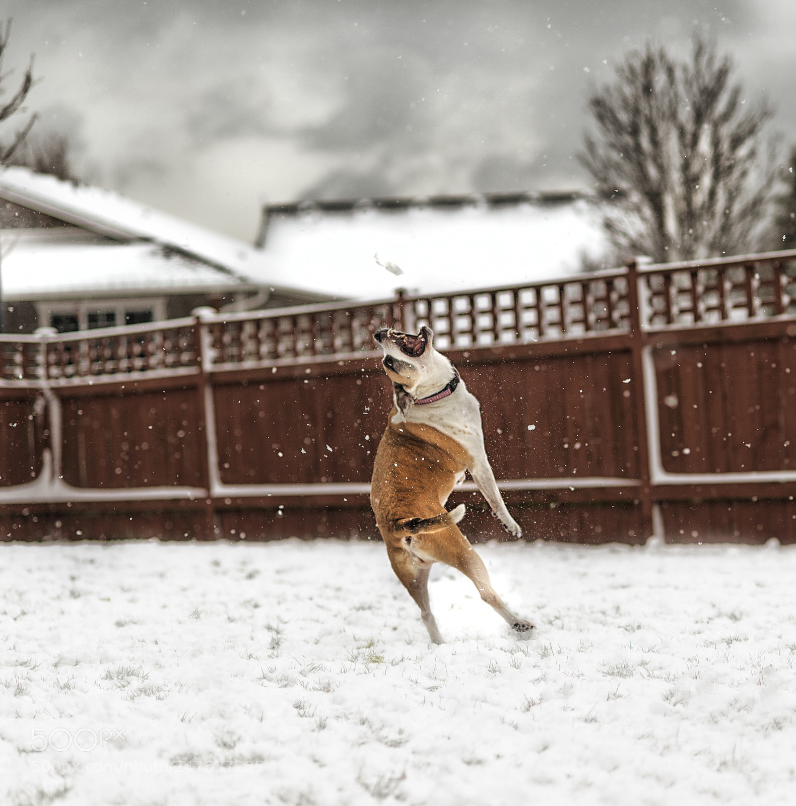 Nikon D600 sample photo. Snow catcher photography