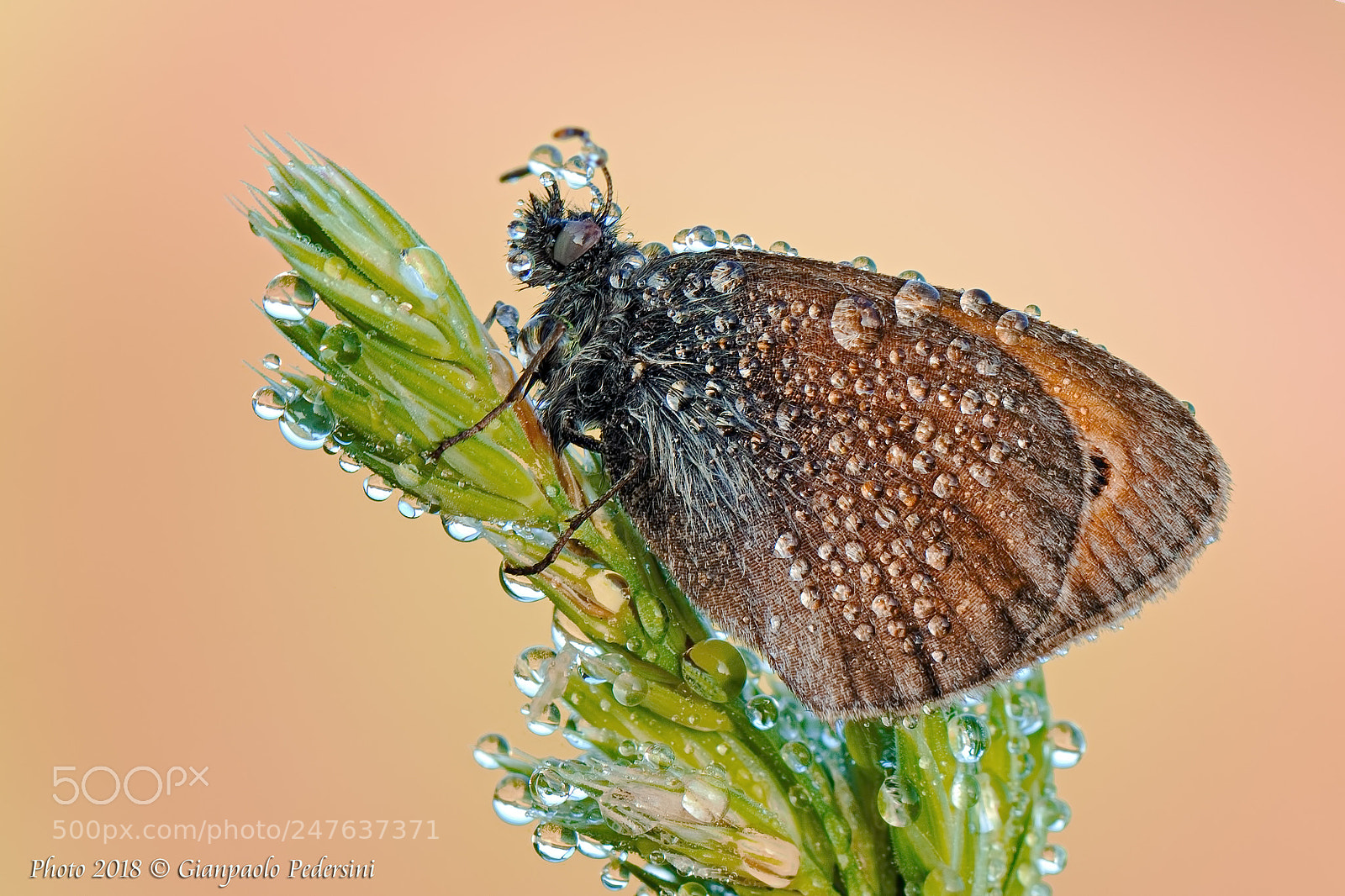 Canon EOS 7D Mark II sample photo. Ceremony dress....coenonympha pamphilus photography