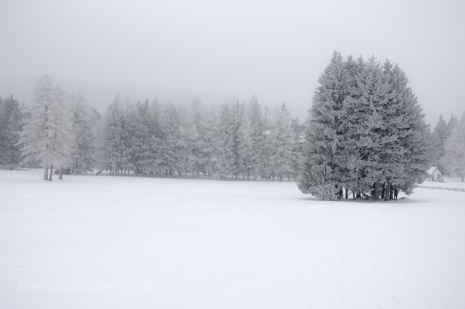 Nikon D7200 sample photo. Into the snow photography