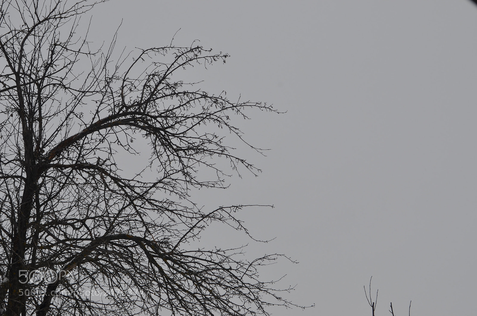 Nikon D5100 sample photo. Tree photography