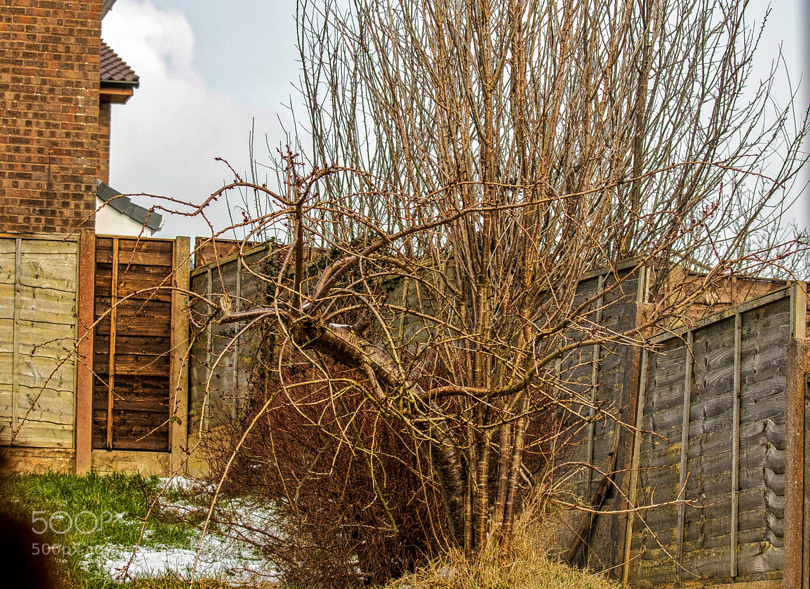Canon EOS 7D Mark II sample photo. Feb. cherry tree photography