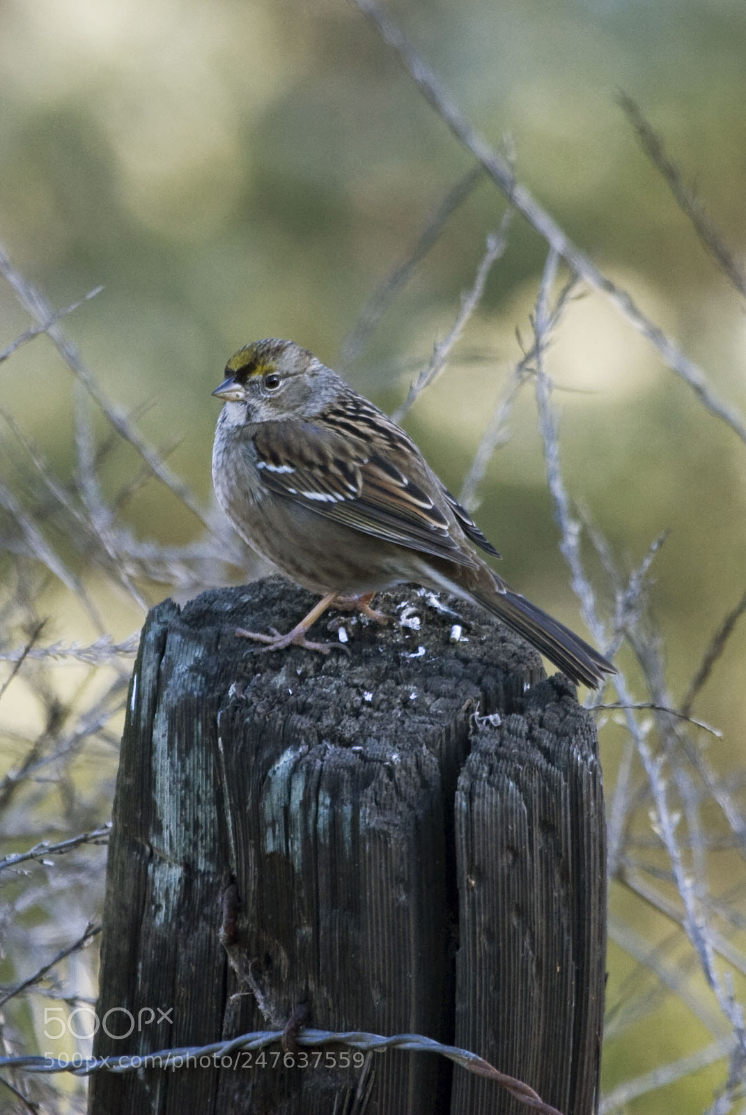 Canon EOS 20D sample photo. Golden-crowned sparrow, morro bay photography