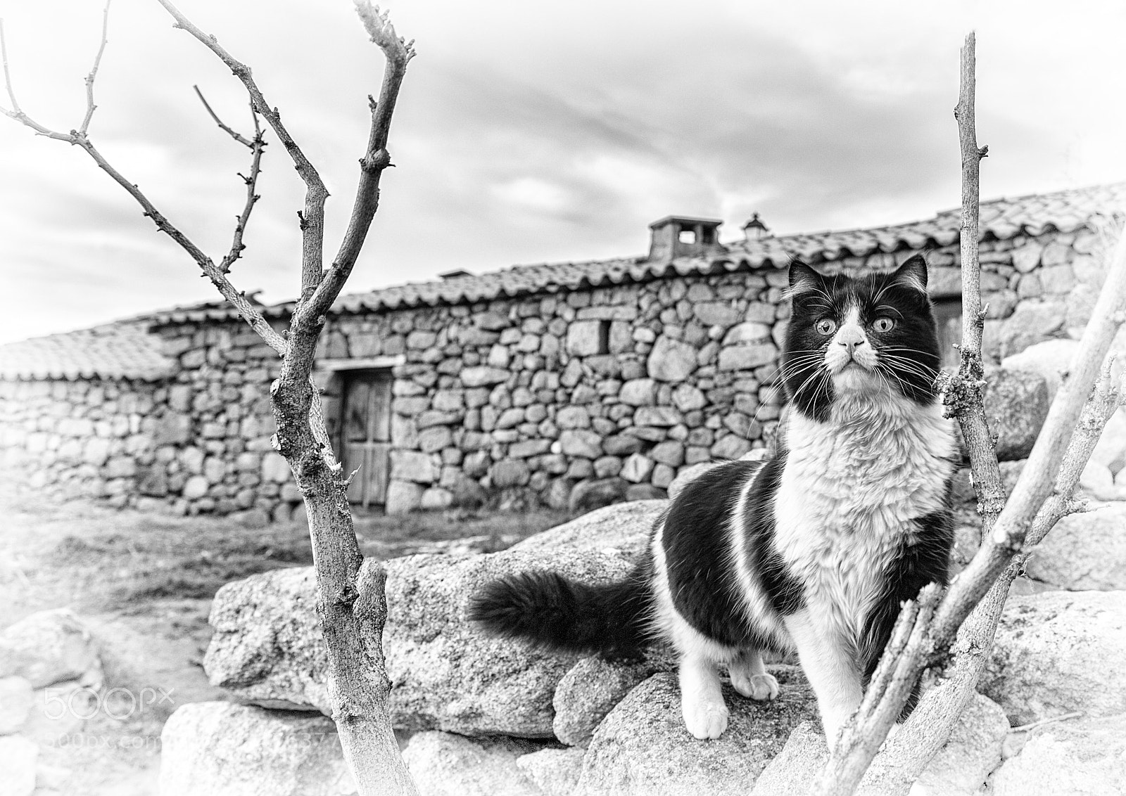 Nikon D700 sample photo. Untitled photography