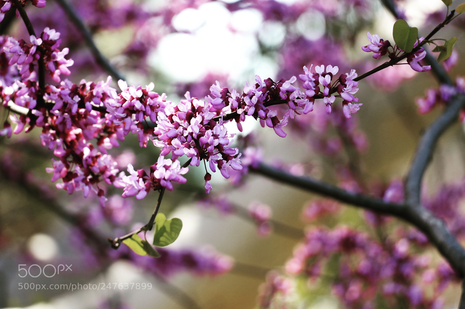 Canon EOS 80D sample photo. Untitled photography