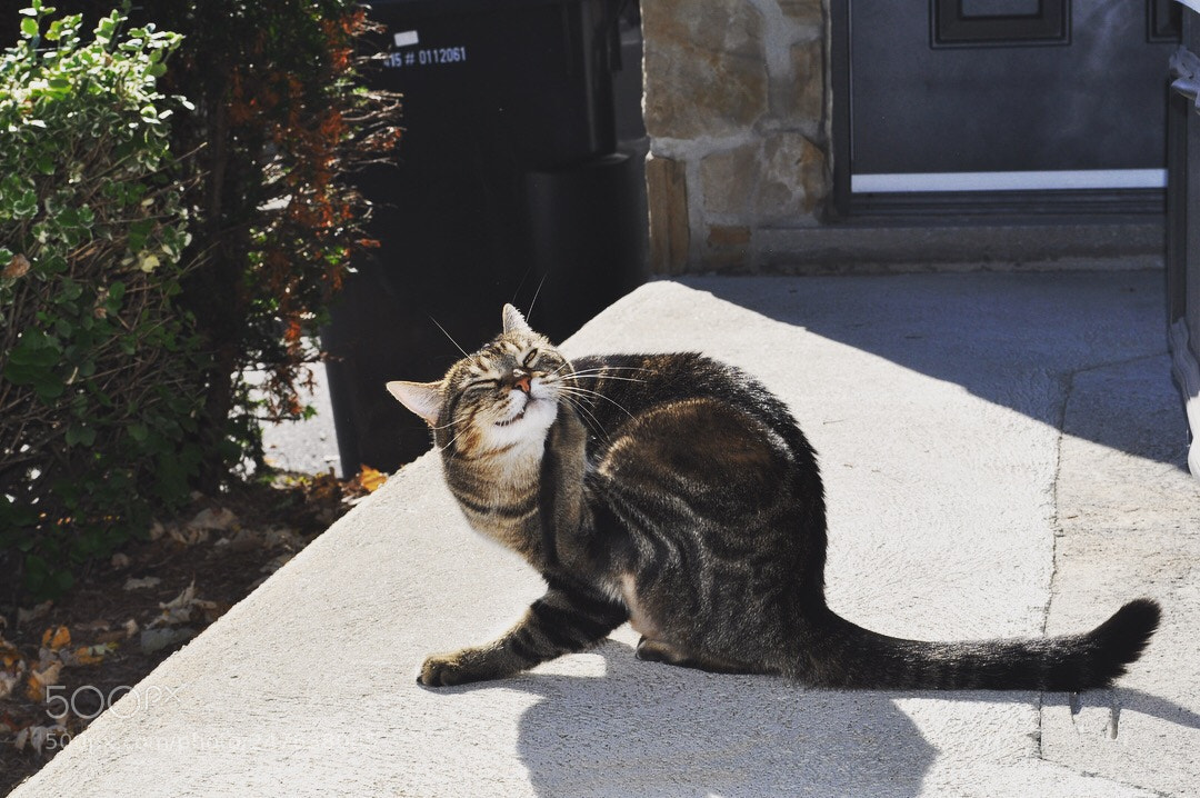 Nikon D5000 sample photo. Scrach scrach photography