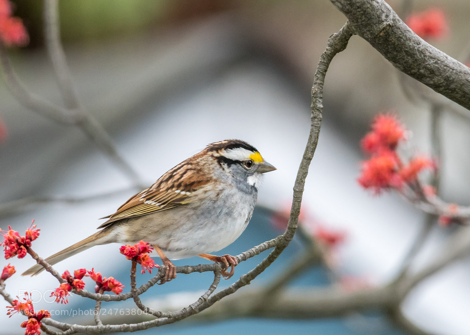 Nikon D500 sample photo. Little friend photography