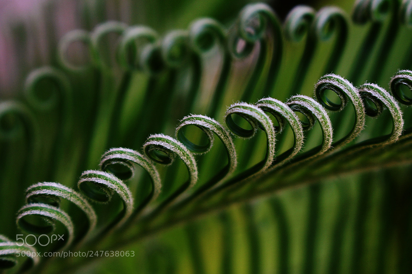 Canon EOS 700D (EOS Rebel T5i / EOS Kiss X7i) sample photo. Curl photography