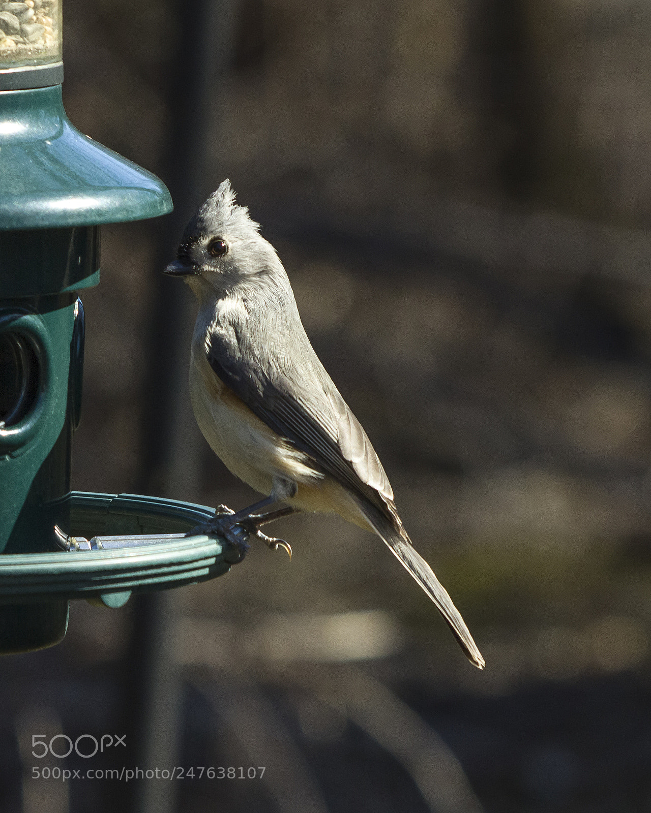 Canon EOS 600D (Rebel EOS T3i / EOS Kiss X5) sample photo. Finch photography