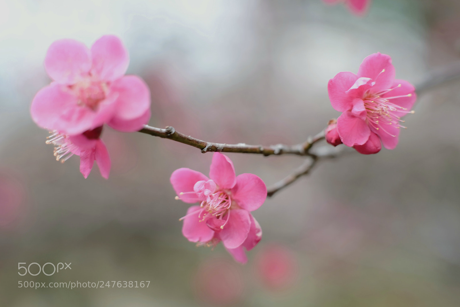 Fujifilm X-T1 sample photo. Plum photography