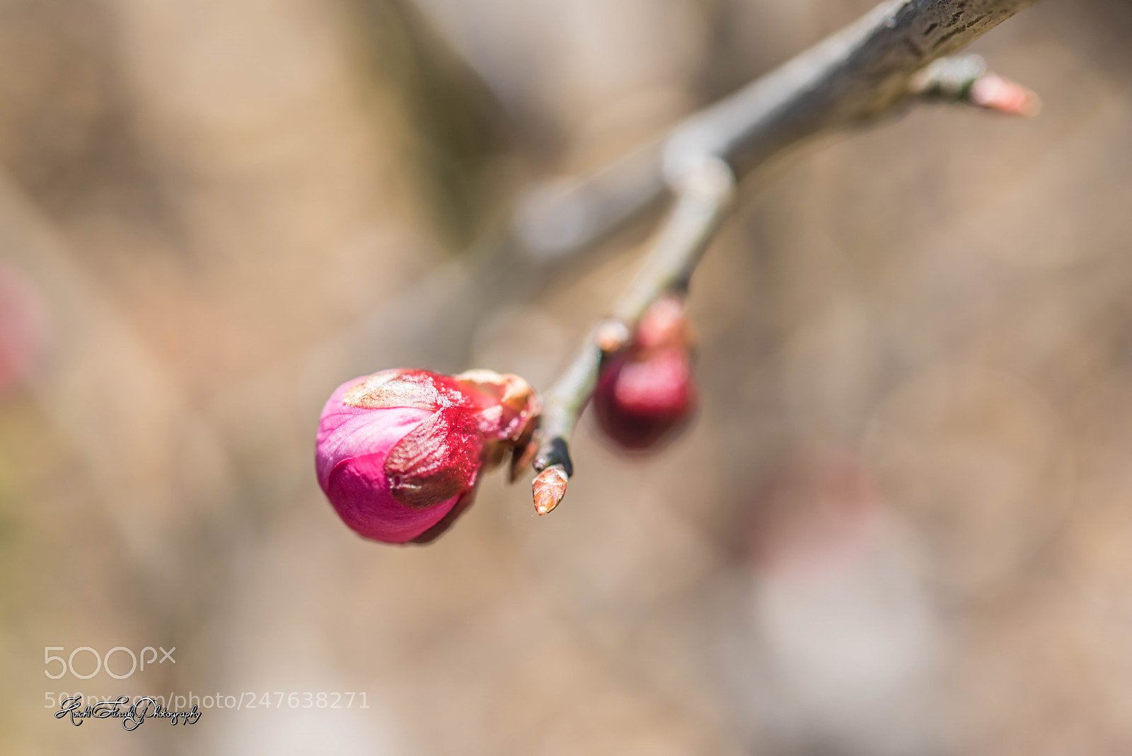 Nikon D810 sample photo. Spring comes photography