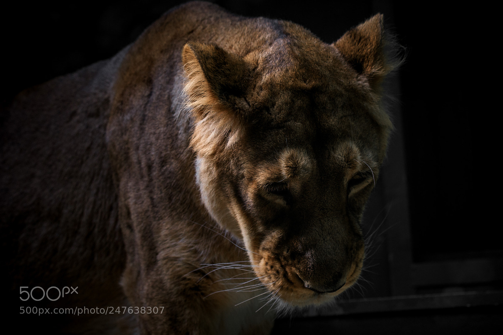 Canon EOS 6D Mark II sample photo. Lioness photography