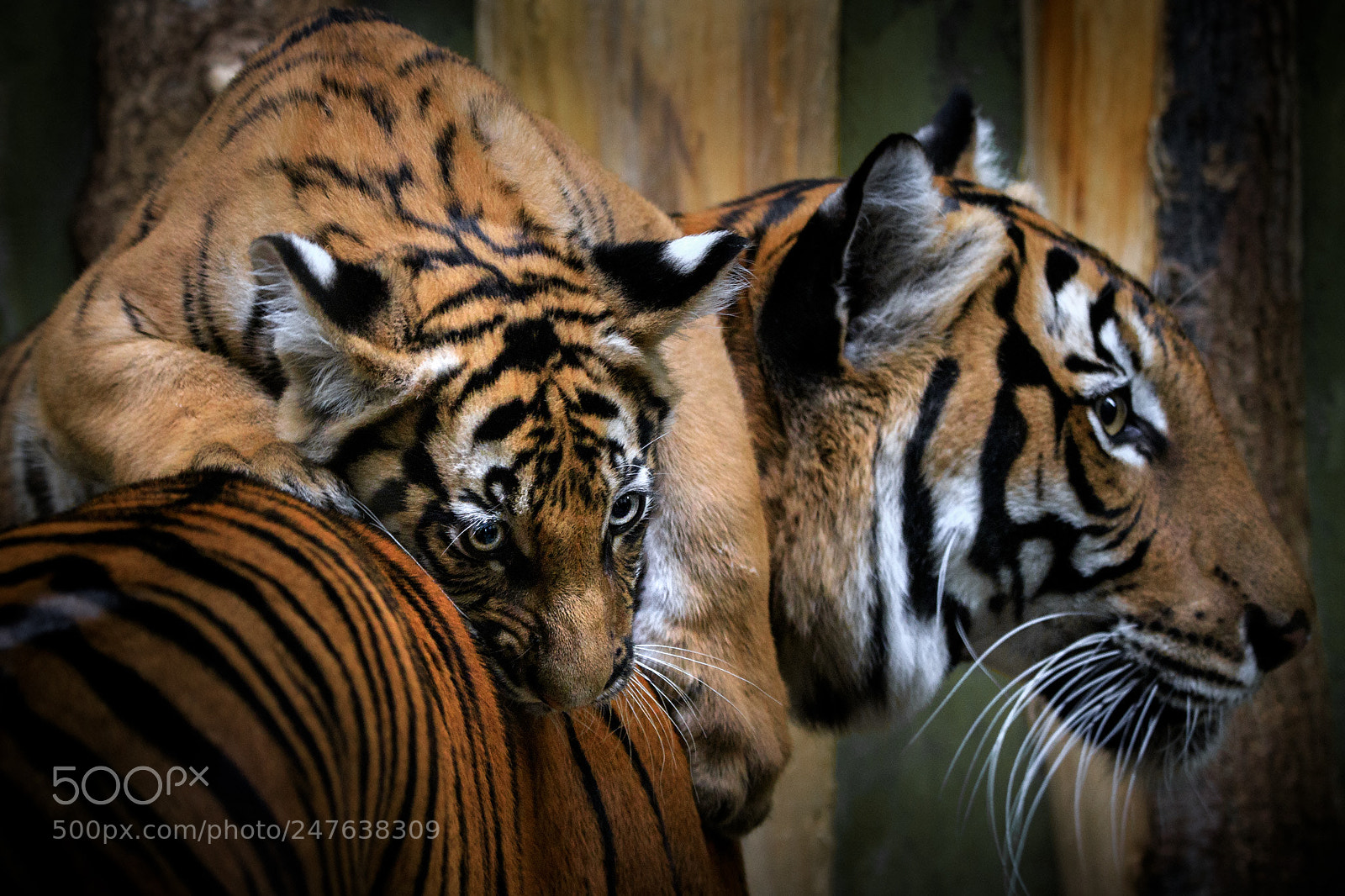 Canon EOS 6D Mark II sample photo. Tigress & cub photography