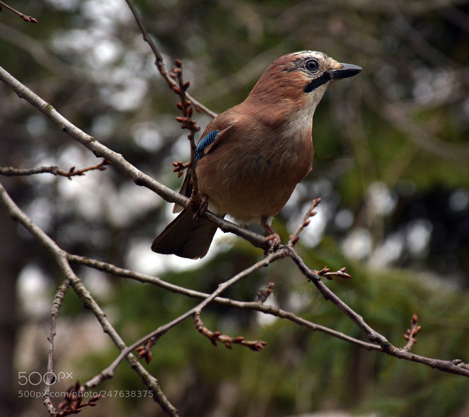 Nikon D5200 sample photo. Jay bird photography