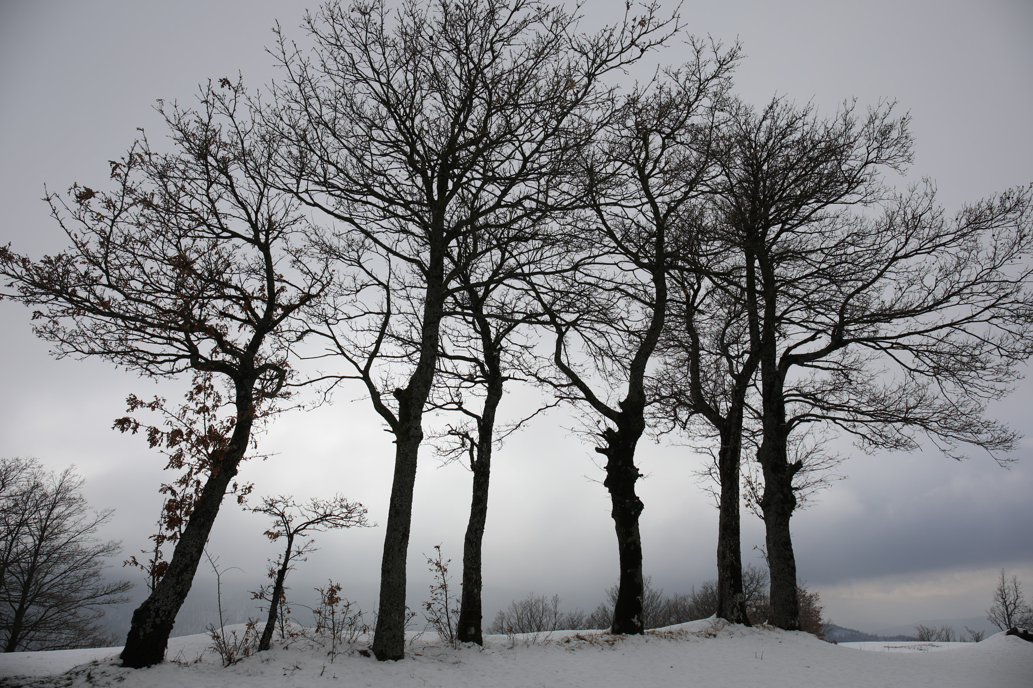 Canon EF 24-70mm F4L IS USM sample photo. Alberi photography