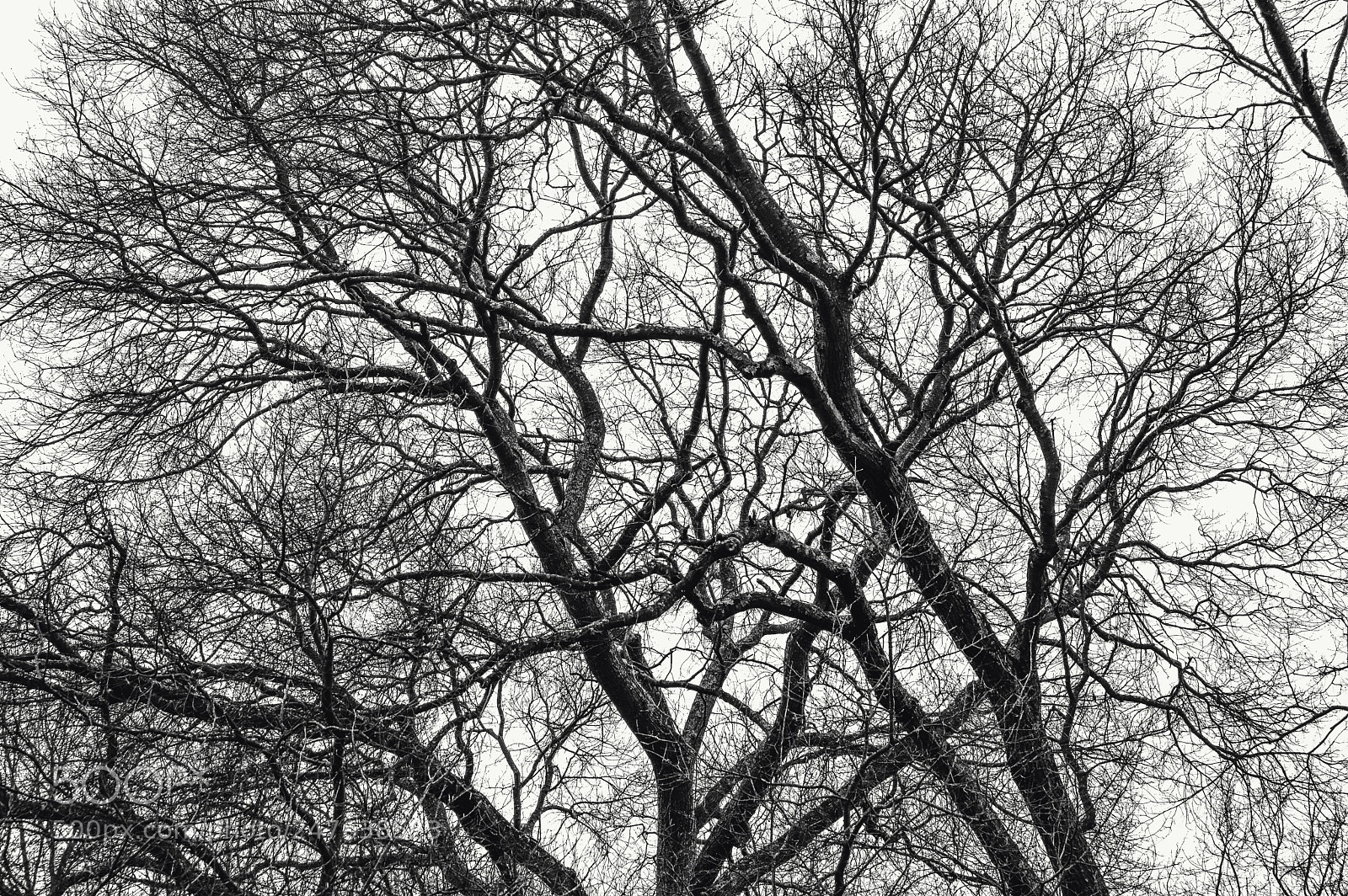 Nikon D3200 sample photo. Trees tell stories too photography