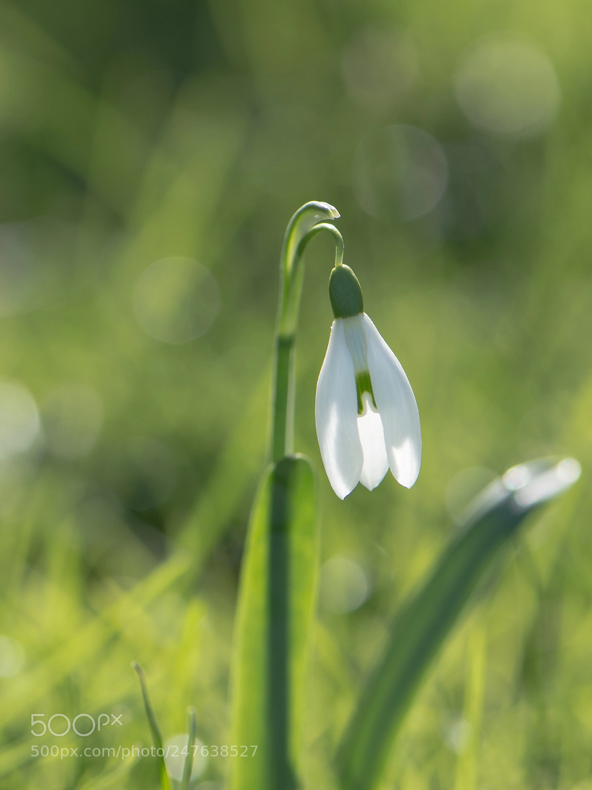 Nikon D7200 sample photo. Snowdrop photography