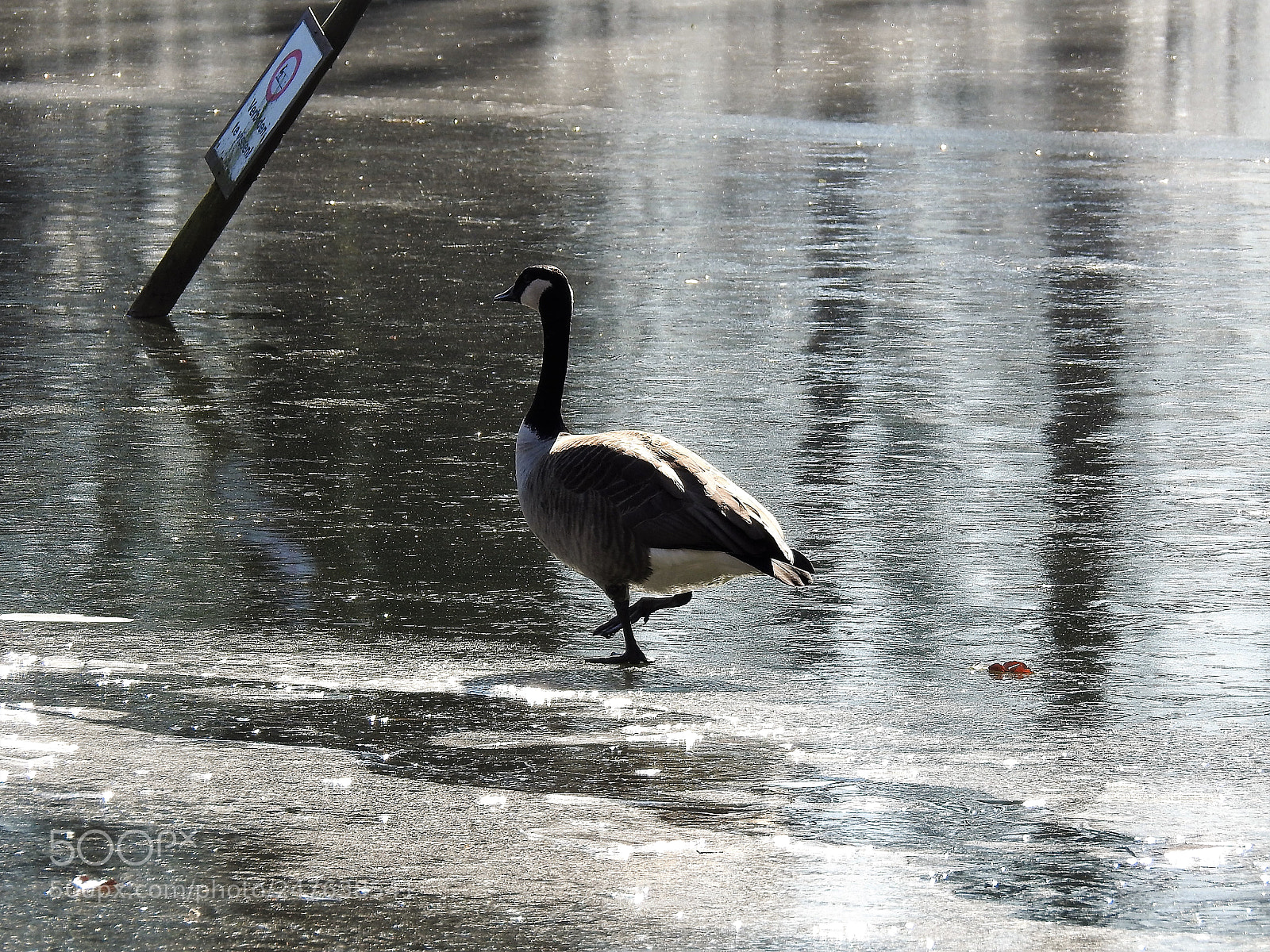 Nikon Coolpix P900 sample photo. Walking on thin ice photography