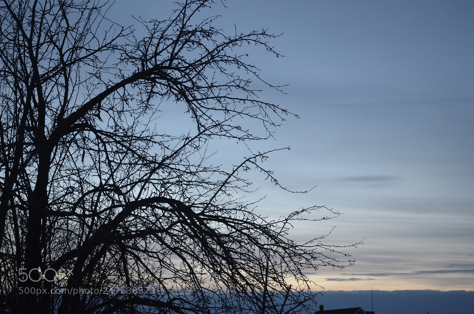 Nikon D5100 sample photo. Tree photography